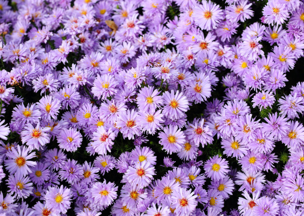 Close-up top view of purple daisies | Master-Planned Community in McKinney